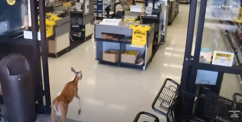 They congratulate the worker who subdued the deer at Walmart