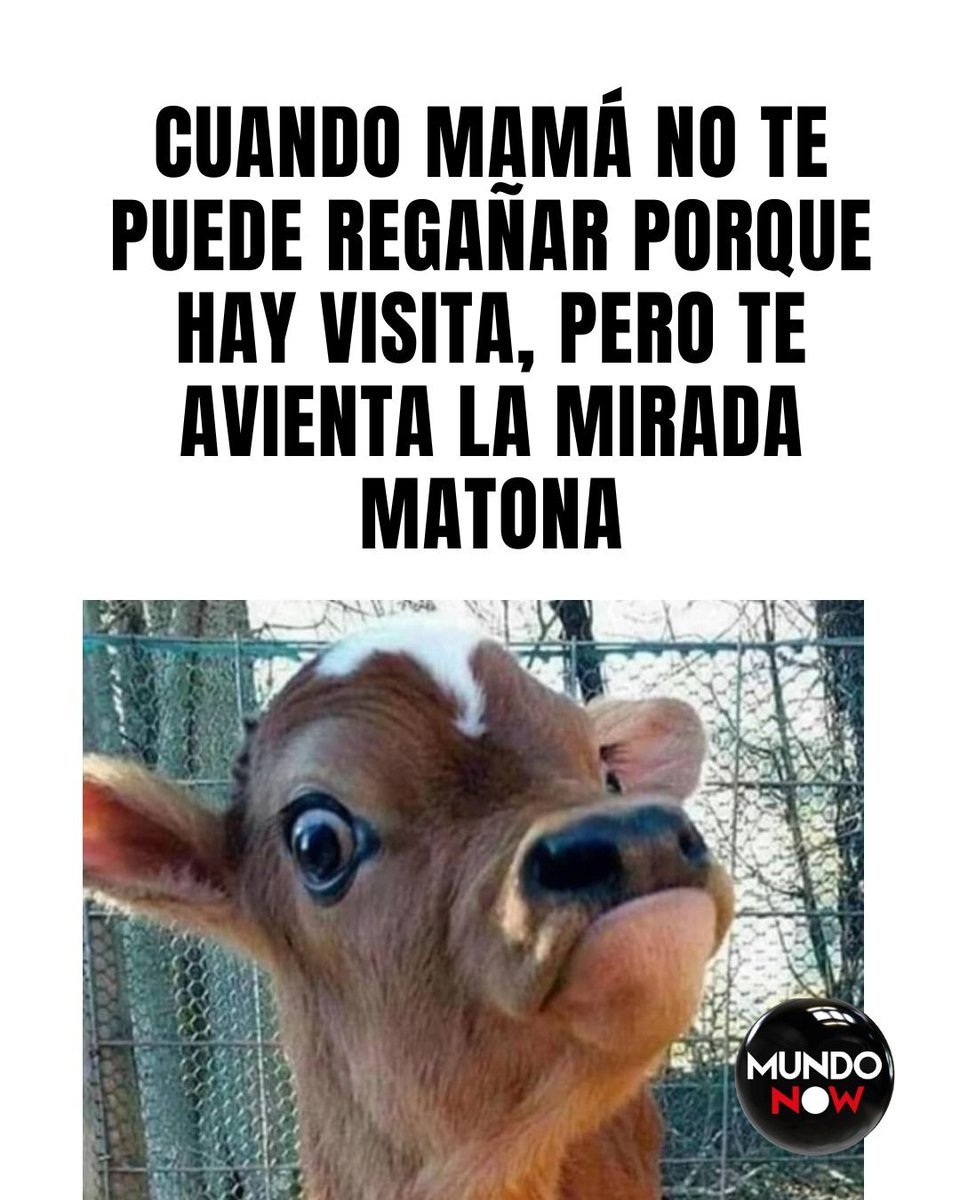 mamá, visita, vaca, ojos, mirada