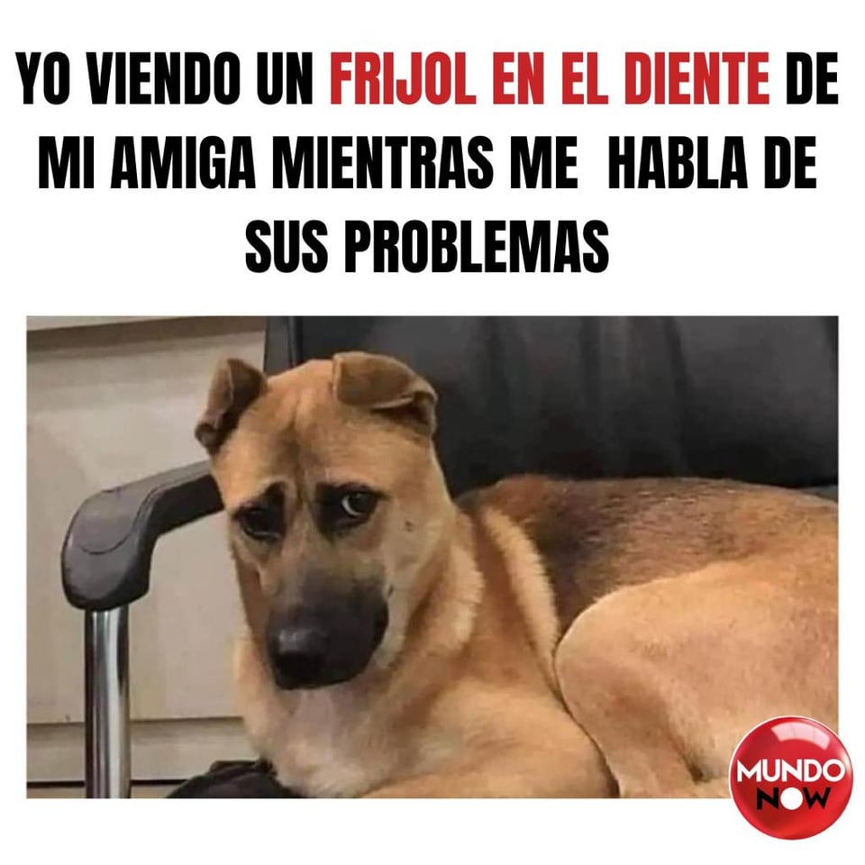 frijol, perro, amiga, can, problemas