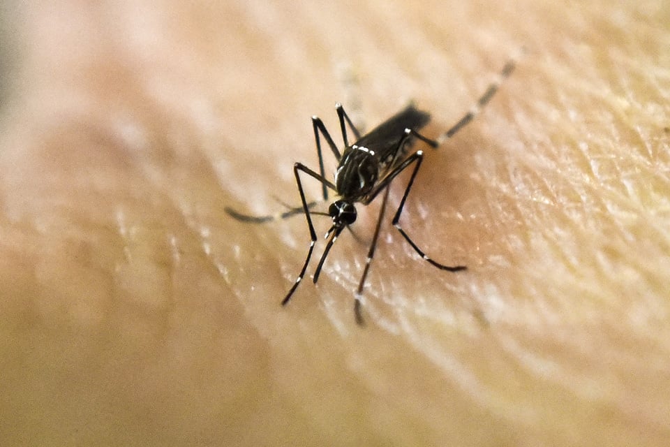 Mosquito, insect, bites, natural, remedies