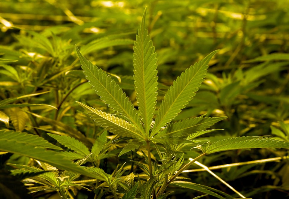 marijuana for insomnia, insomnia, sleep, cannabis for insomnia