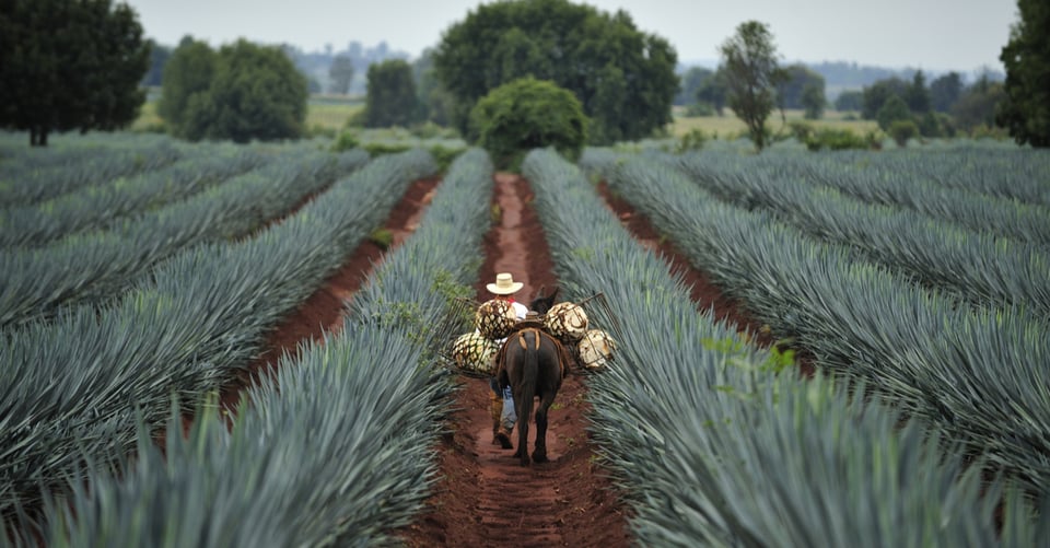 tequila, campo, pencas, jornalero, paisaje