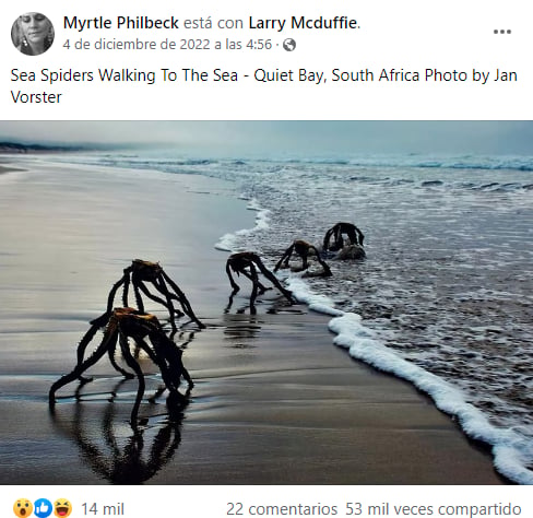 Extrañas criaturas saliendo mar: ¿Que es?