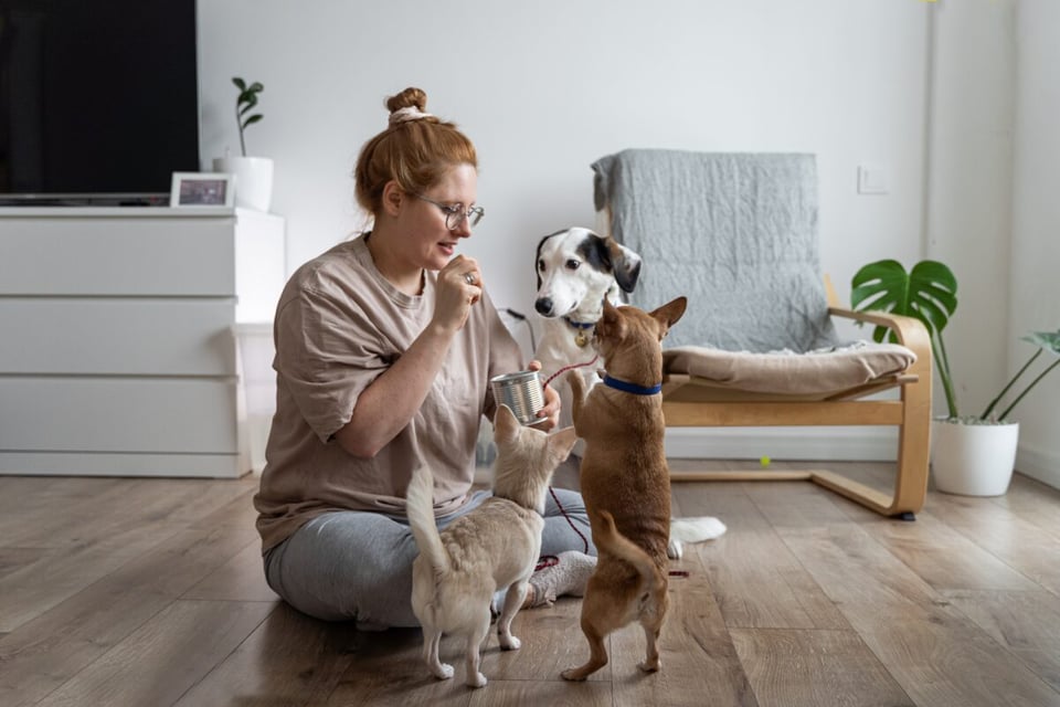 perros, animales, casas, casero, hogar