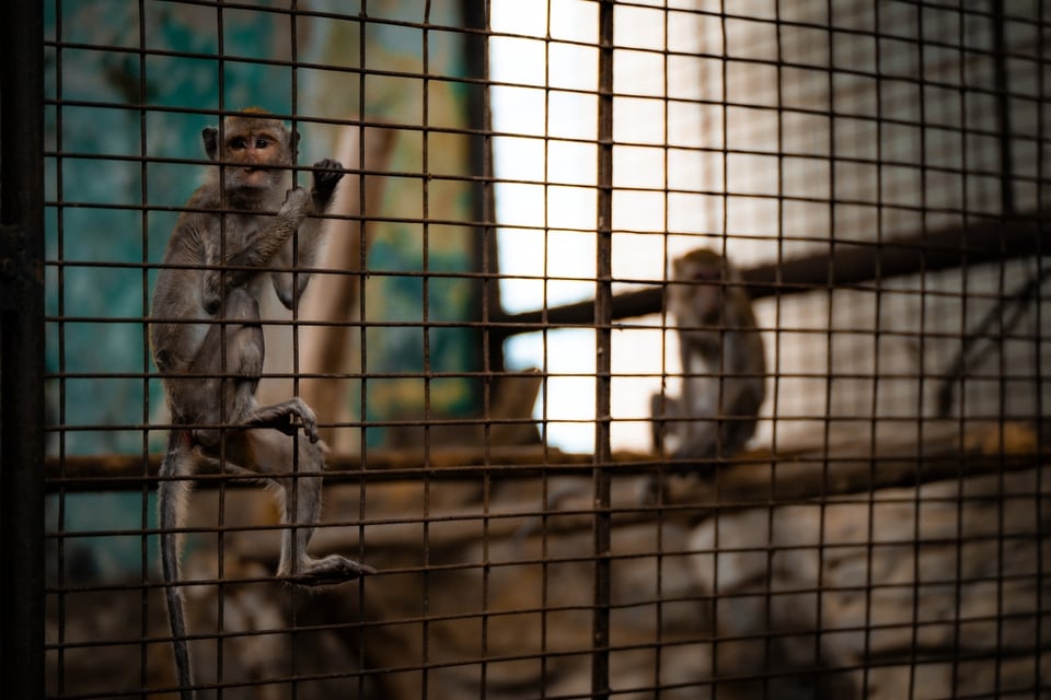 Monos, South Carolina, animales, Centro médico, MundoNOW