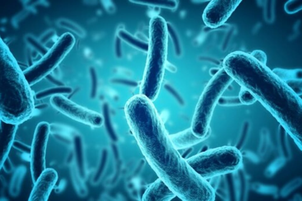 infección bacteriana rara, meningococemia, Greenville MundoNOW