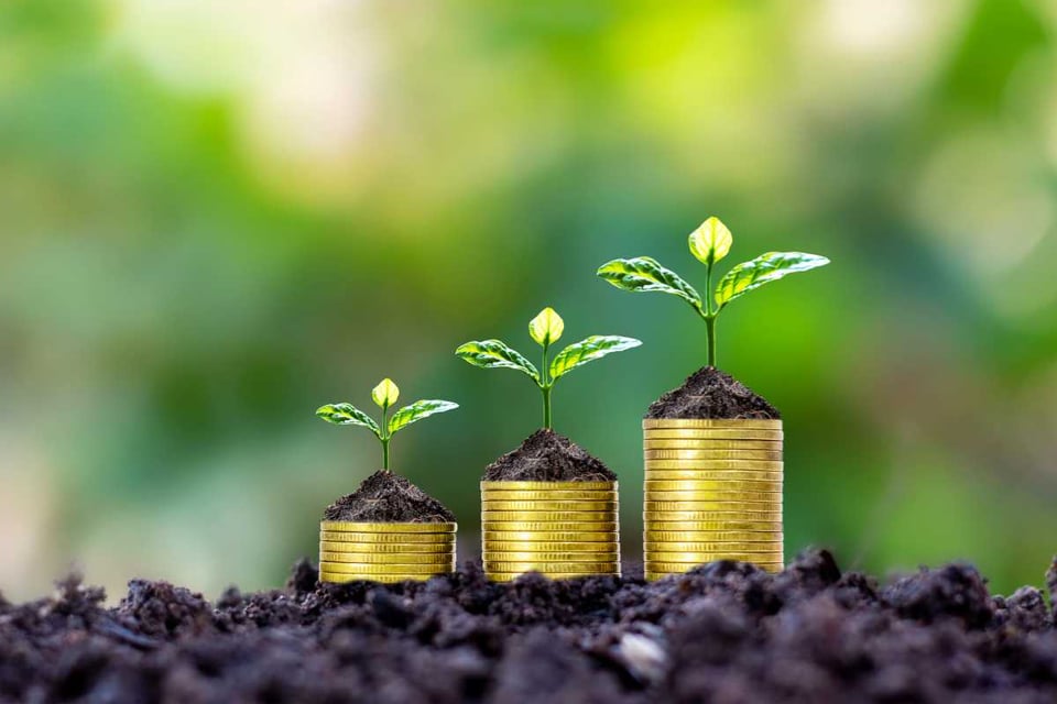 monedas doradas ordenadas con plantas encima