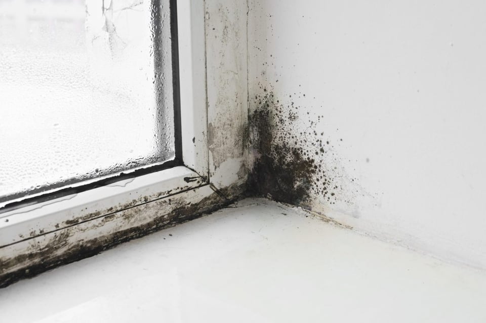 moho, casa, salud, respiracion, mold exposure health risks, MundoNOW