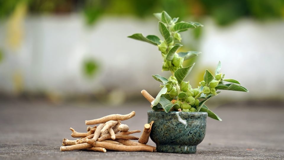 ashwagandha , natural, estres, ansiedad
