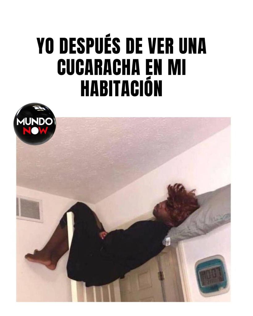 habitación, cucaracha, miedo, insectos, memes