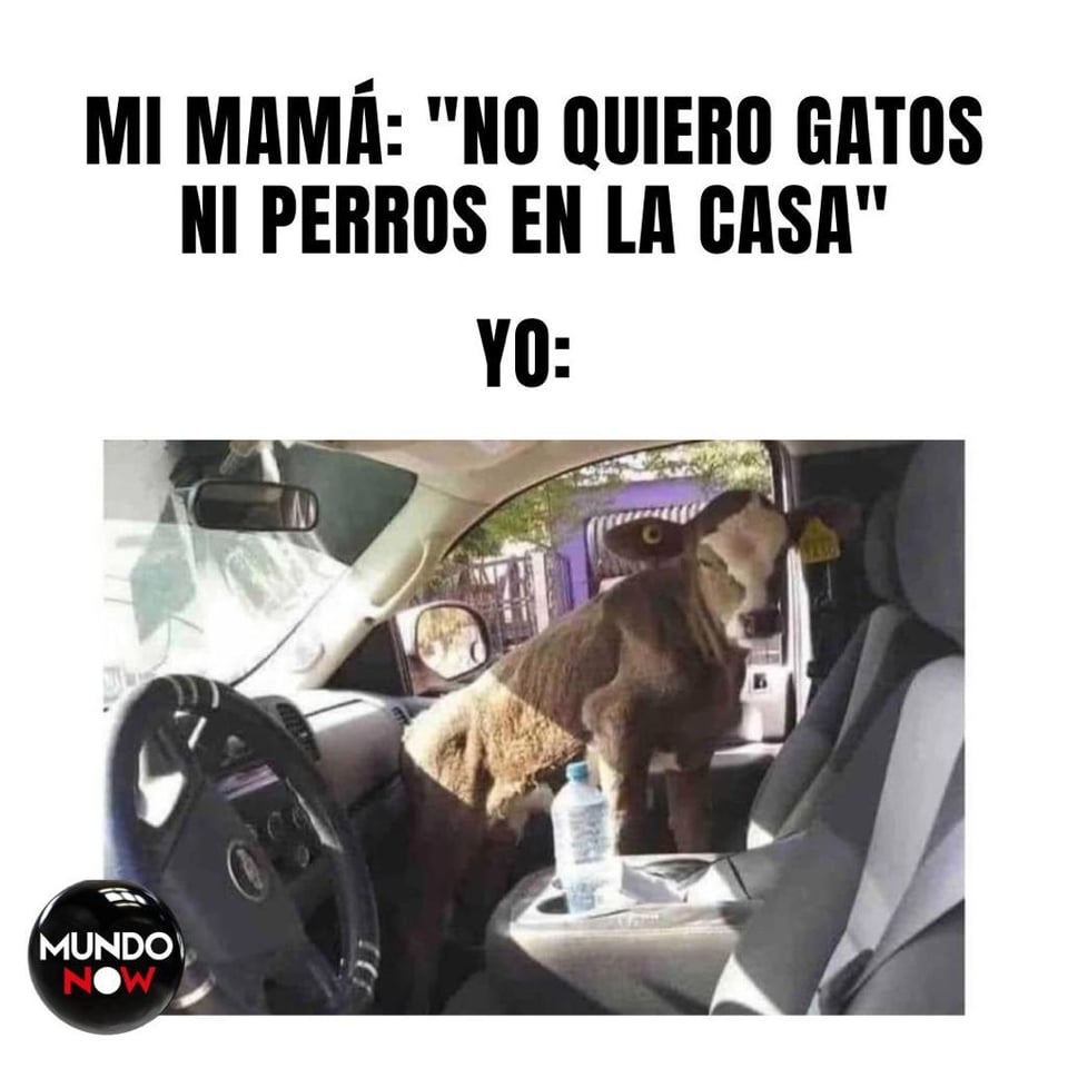 vaca, gatos, perros, casa, mamá