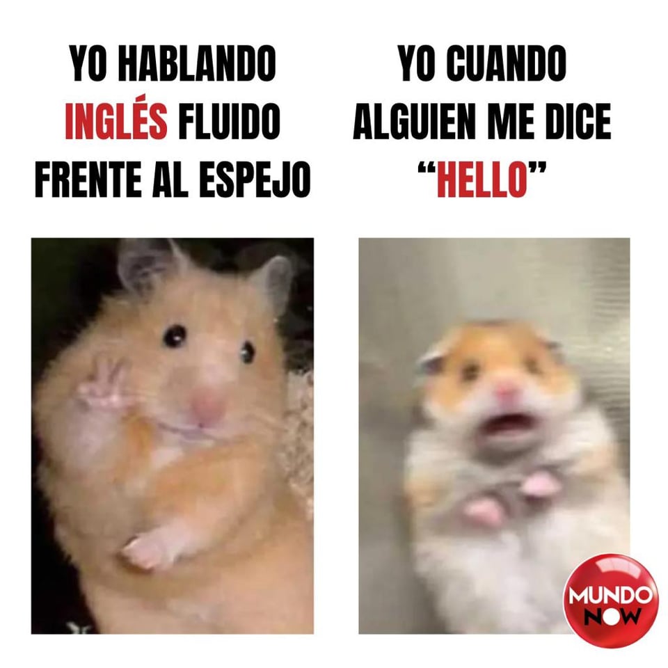 hámster, tierno, hello, fluido, espejo 