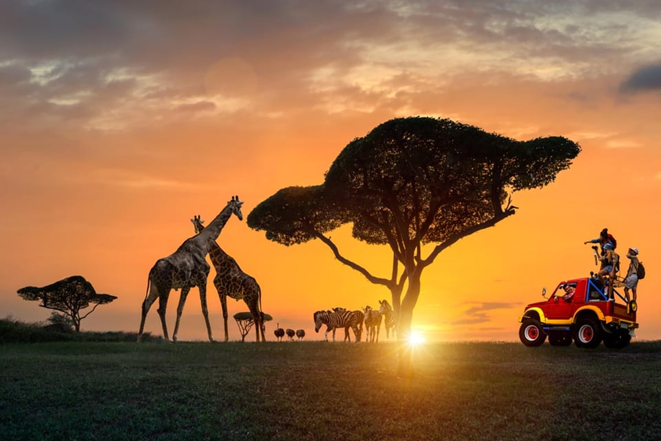 traveling, Africa, safari, giraffes, tourists