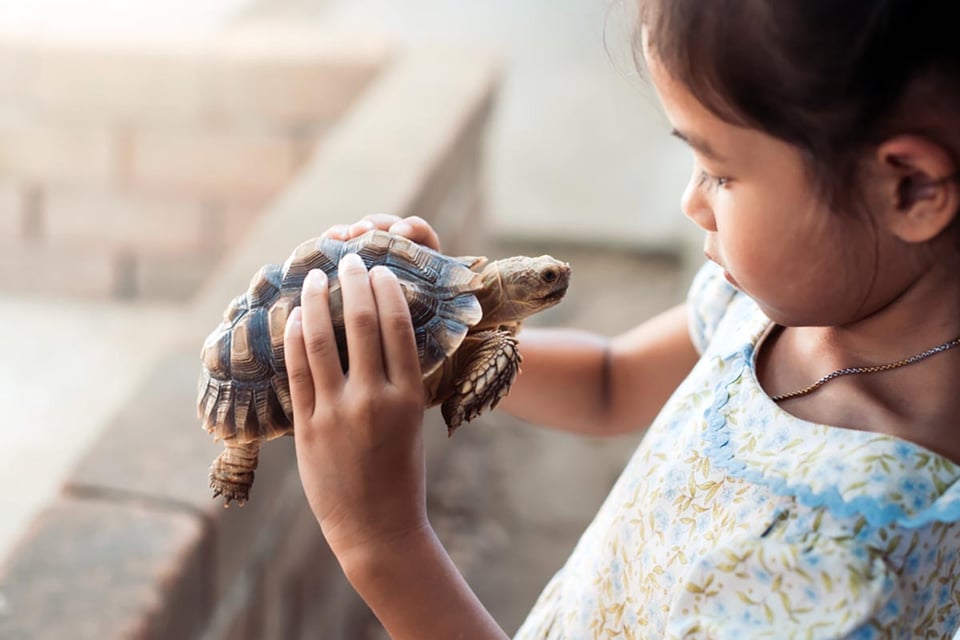 turtle, reptile, girl, home, playing