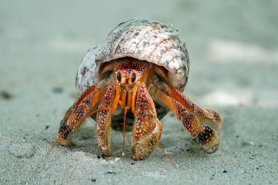 Hermit crab, entertainment, kids home, MundoNOW