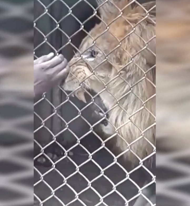 Lion in cage tears off finger