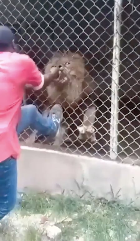Lion bites off man's finger in zoo