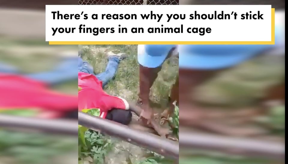 lion cage violence