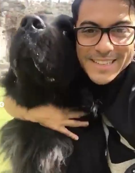 Perro muerto