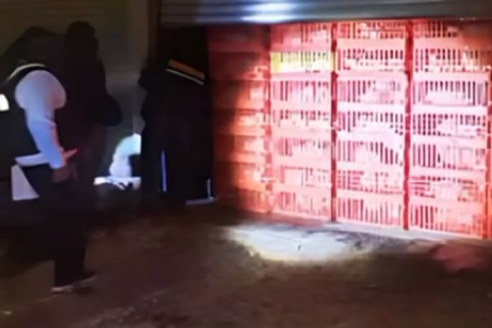 Novia arrestada en boda en México, Estado de México, Toluca, Arresto, Pollo, 