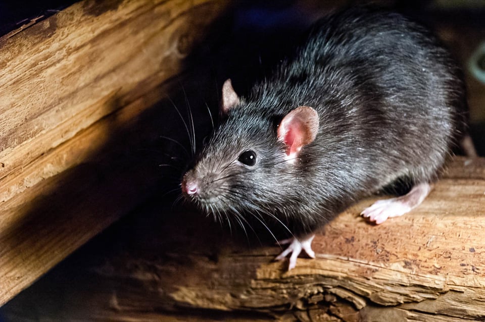 black rat, Halloween symbols