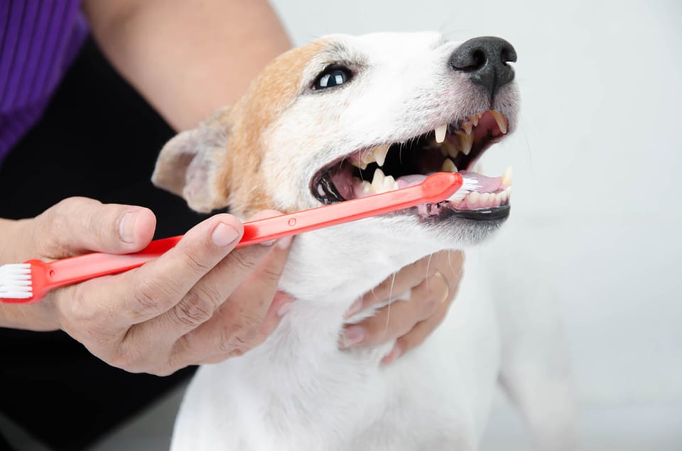 brushing a dog's teeth, pet care, dogs, toothbrush, health