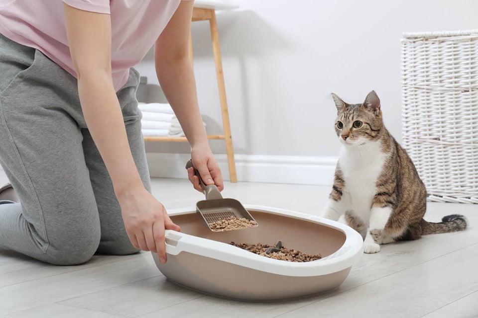 neutralizar la orina, eliminar el olor a orina, orinar de mascotas, gatos, caja de arena