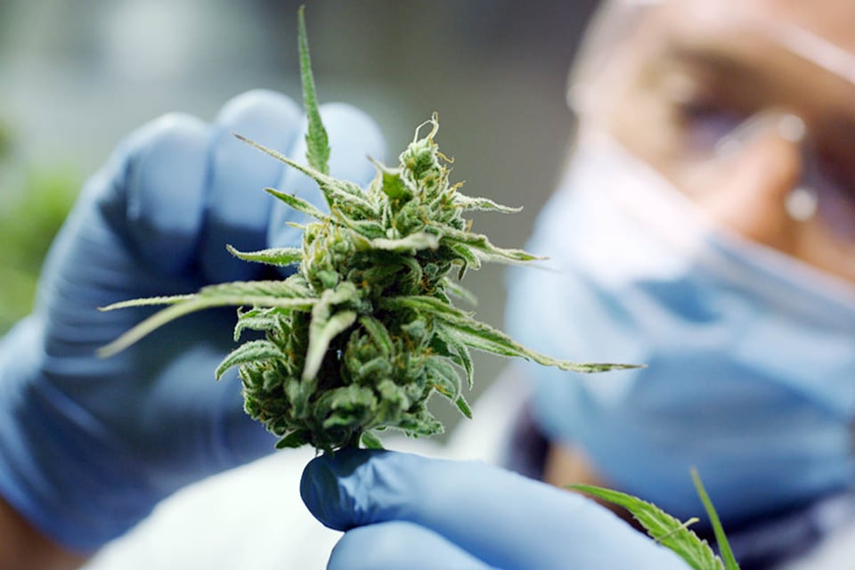 scientist, hemp, plants, greenhouse, CBD