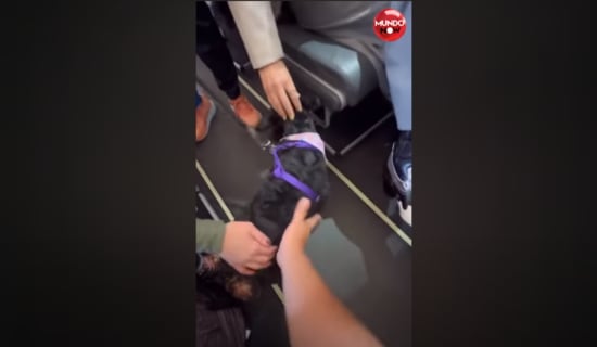 expulsion, gente, desacuerdo, mascota, emociones
