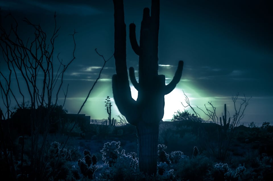 Cactus, Sky, Night, Light, UFO