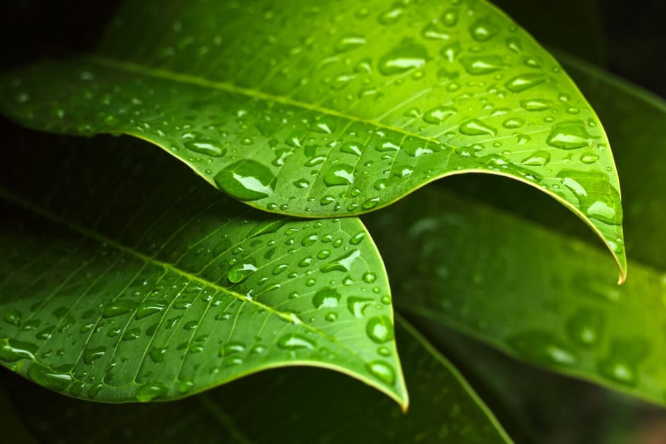 Leaves, Floating, Legend of the camalote, MundoNow, Podcast