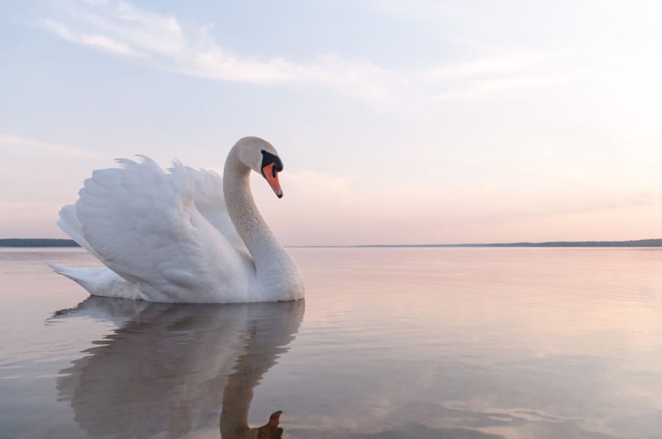 Swan, Lake, Arrowhead, MundoNow, Podcast