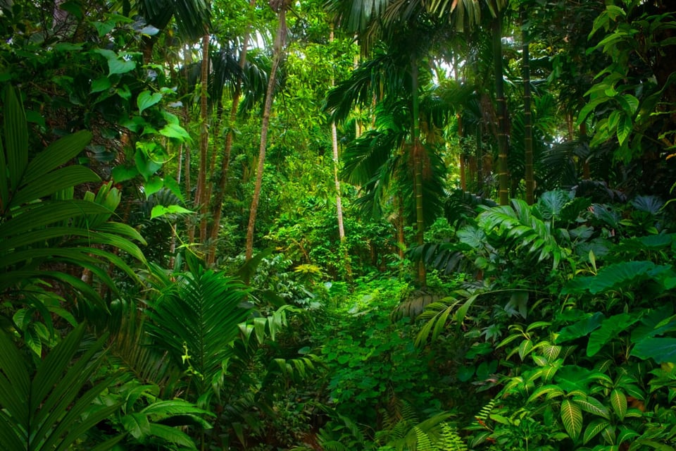 Urutaú, Árboles, Natural, MundoNow, Podcast