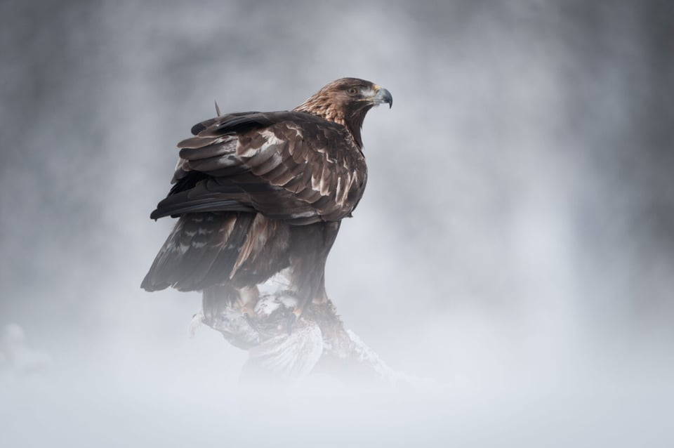 Waterfall, Animal, Torrente, MundoNow, Podcast