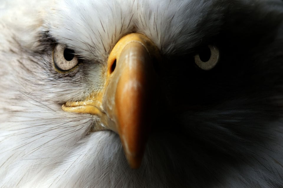 Eagle eyes, Test of courage, Flying animal, MundoNow, Podcast