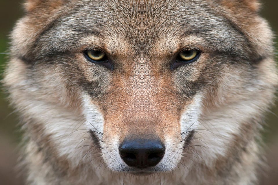Lobo, Colmillos, Grandeza, MundoNow, Podcast