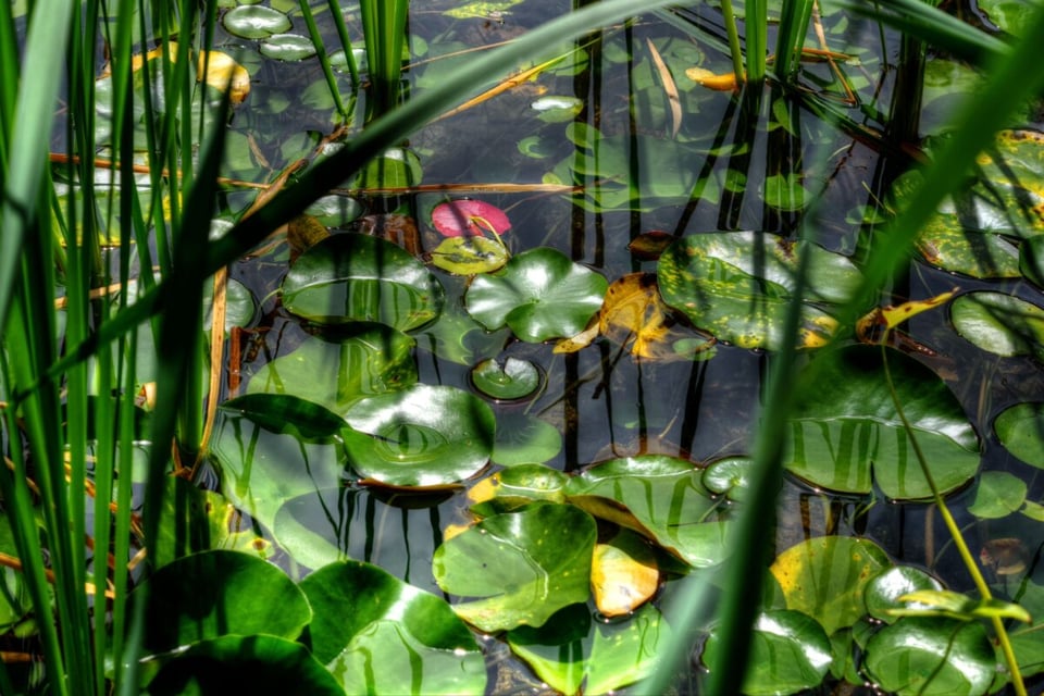 Plants, Camalote, Water, MundoNow, Podcast