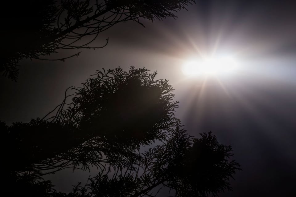 Light, Forest, UFO, MundoNow, Huella OVNI