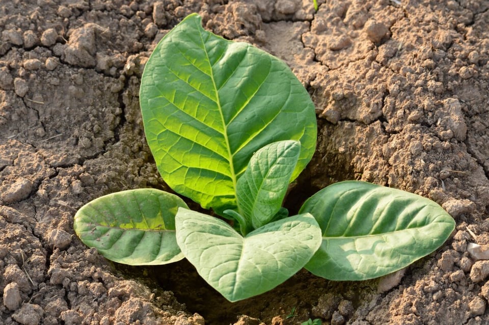 Earth, Dry, Tobacco, MundoNow, Podcast