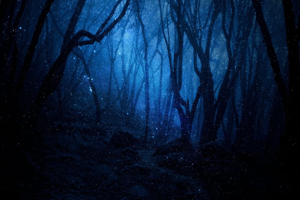 Forest, Dark, Darkness, MundoNow, Incas
