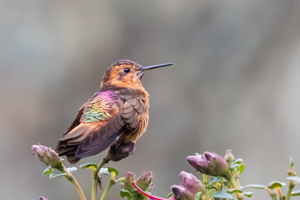 Bird, Plumage, Nature, MundoNow, Podcast