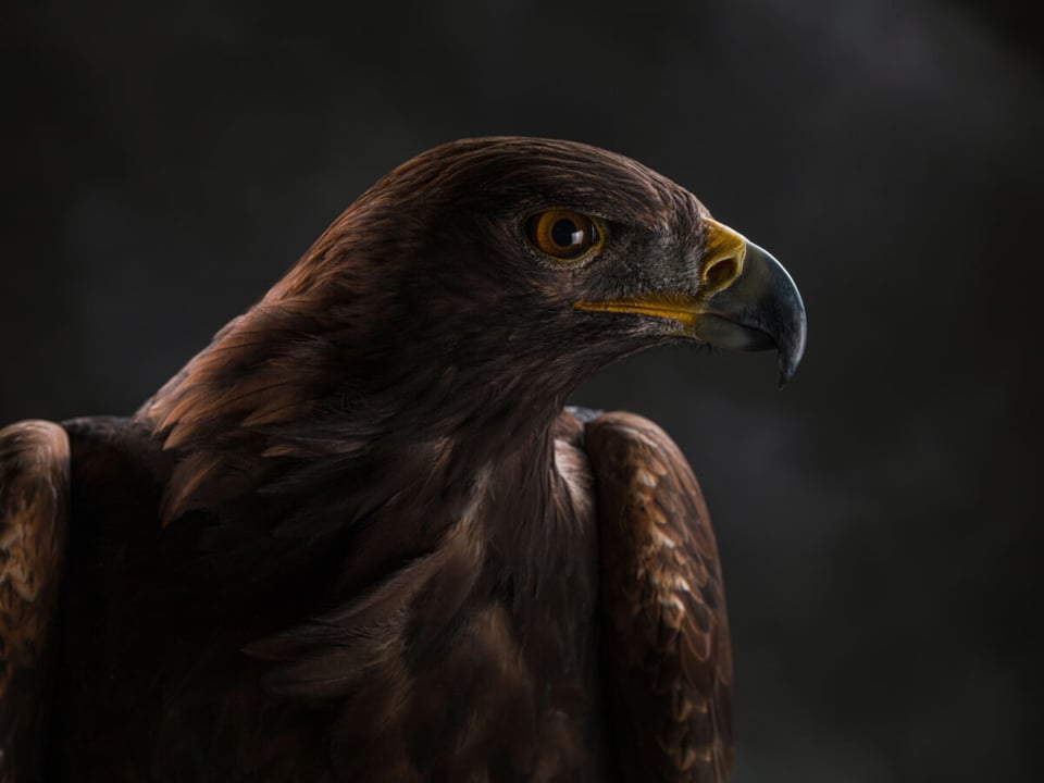 Animal, Beak, Falcon, MundoNow, Podcast
