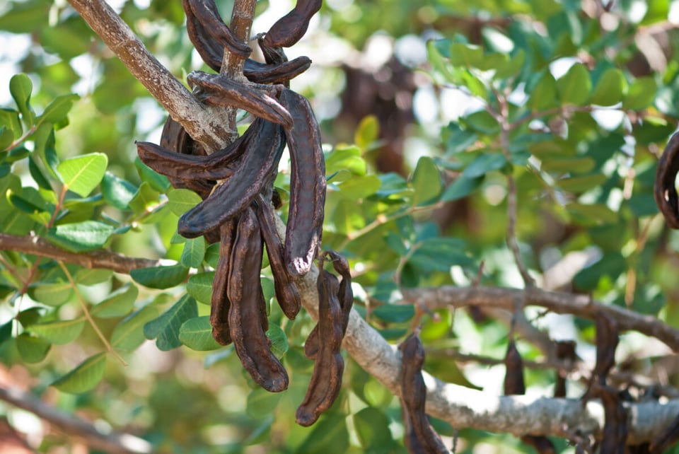 Tree, Nature, Plant, MundoNow, Comechingones