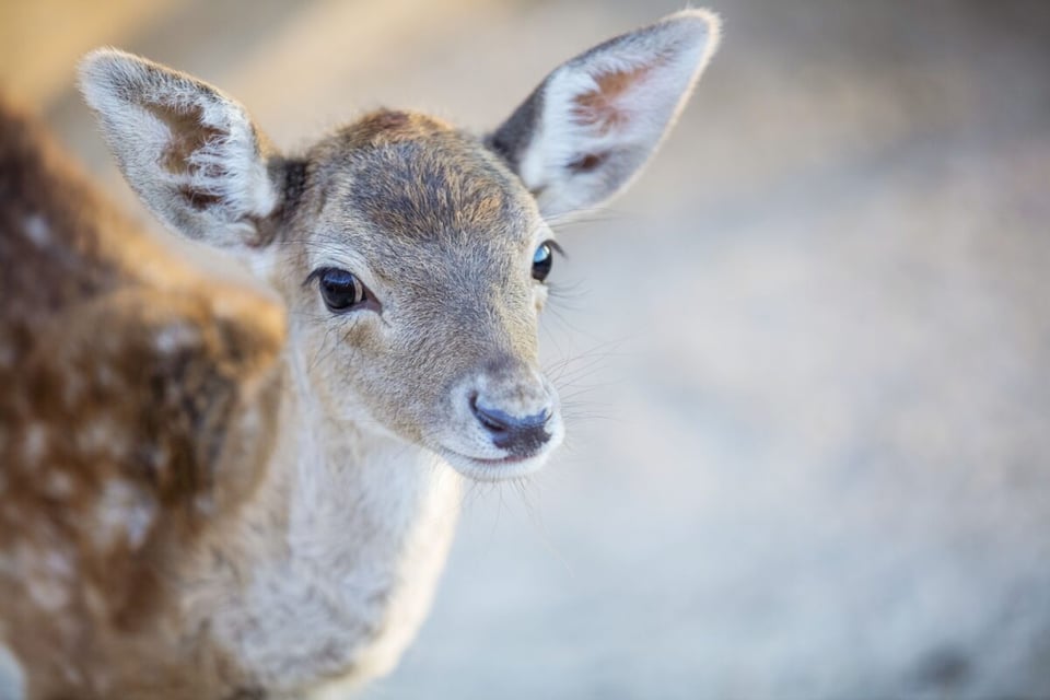 Nature, Deer, Legend of the fawn, MundoNow, Podcast