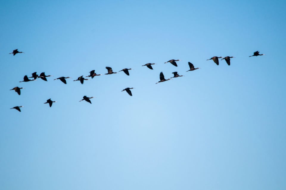 Aves volando, Migración, Podcast, Calafate, MundoNow