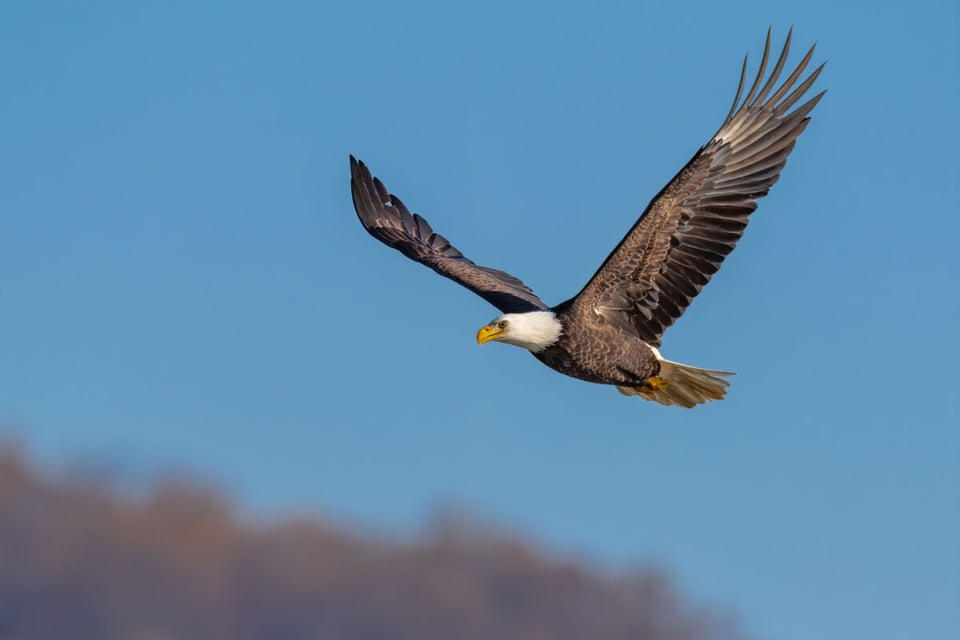 Sky, Freedom, Animal flying, MundoNow, Podcast