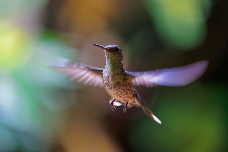 Forest, The hummingbird that recovered, Bird, MundoNow, Podcast