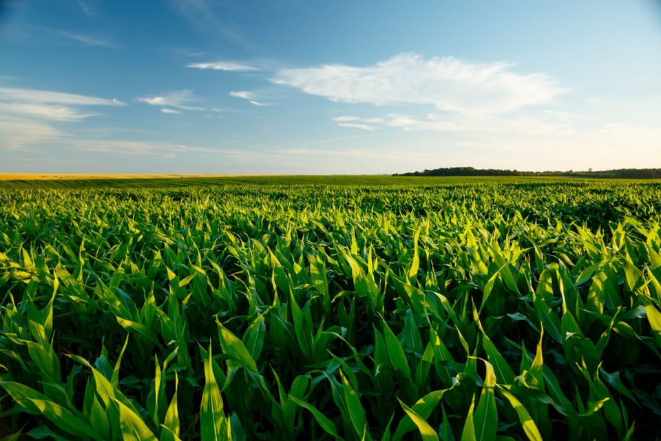 Field, Sown, Sky, MundoNow, Podcast