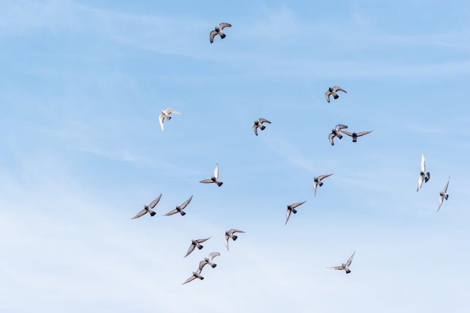 Aves volando juntas, Cielo, Migración, MundoNow, Podcast