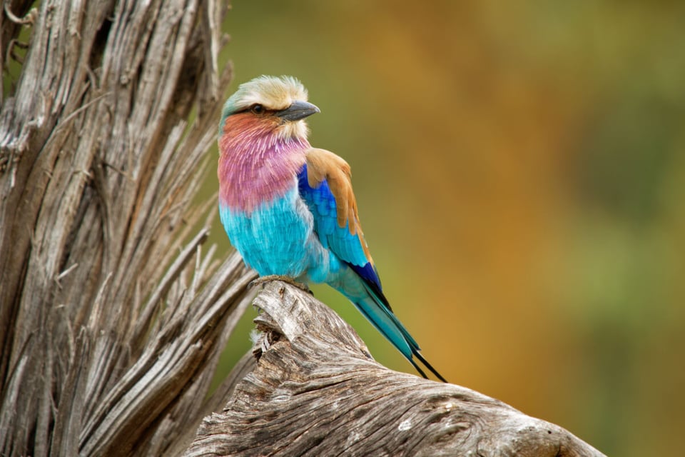 Ave de colores, Árbol, Calafate, Tribu, MundoNow